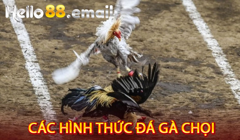 Các Hình Thức Đá Gà Chọi
