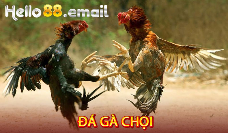 Đá gà chọi